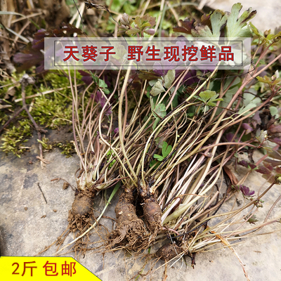 野生天葵子新鲜挖千年老鼠屎草药