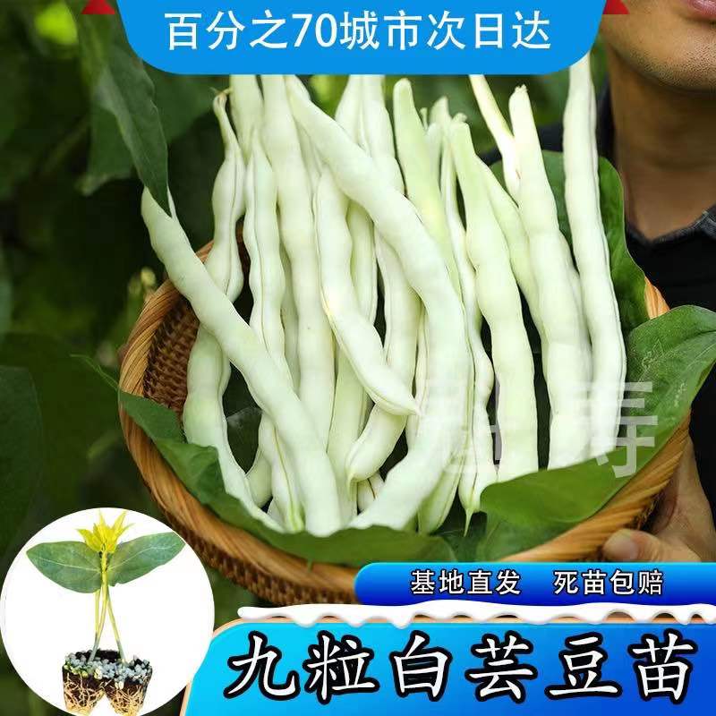 摘不败九粒白芸豆苗蔬菜高产压塌架早熟春秋季四季豆老来少豆角种