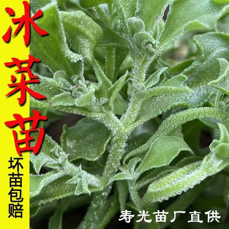 冰菜苗子口感冰爽脆嫩冰草种子种苗蔬菜种籽盆栽蔬菜种籽冰菜种子