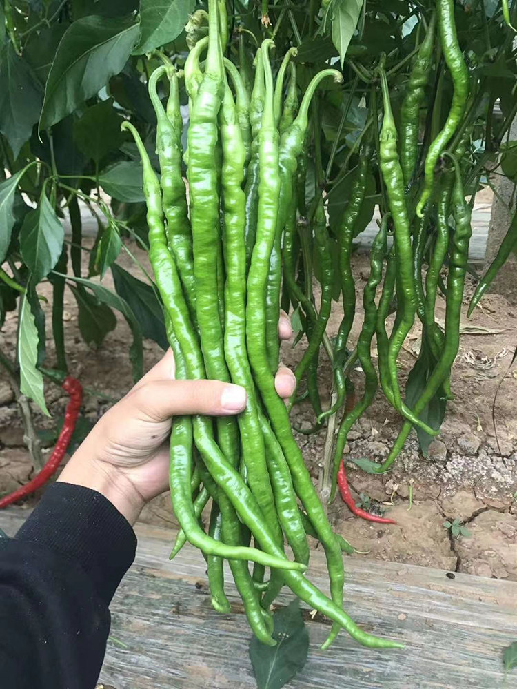 超长香辣线椒种苗种子春秋季高产早熟种籽阳台盆栽辣椒种蔬菜种孑