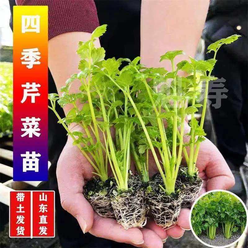 芹菜苗四季小香芹种子西芹苗秧四季盆栽蔬菜苗幼苗秧苗种籽菜苗孑