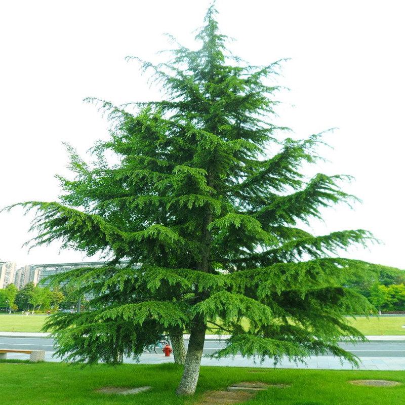 雪松树苗四季常青耐寒植物雪松小苗宝塔松树苗圣诞树小苗塔松树苗已售