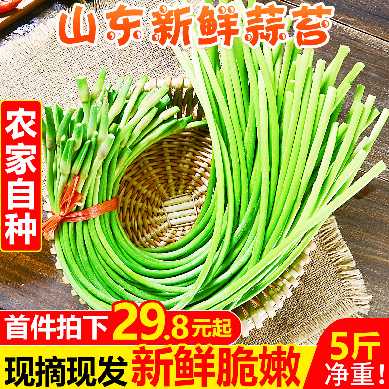 山东新鲜蒜苔5斤应当季蔬菜农家自种红帽蒜薹蒜毫青蒜苗批发包邮|ruв категории водной мясо/свежие фрукты и овощи/еда, свежие овощи/овощной продукции, свежие овощи, 新鲜蒜苔 - от Buy2taobao.com для оказания профессиональной услуги покупки агента Taobao