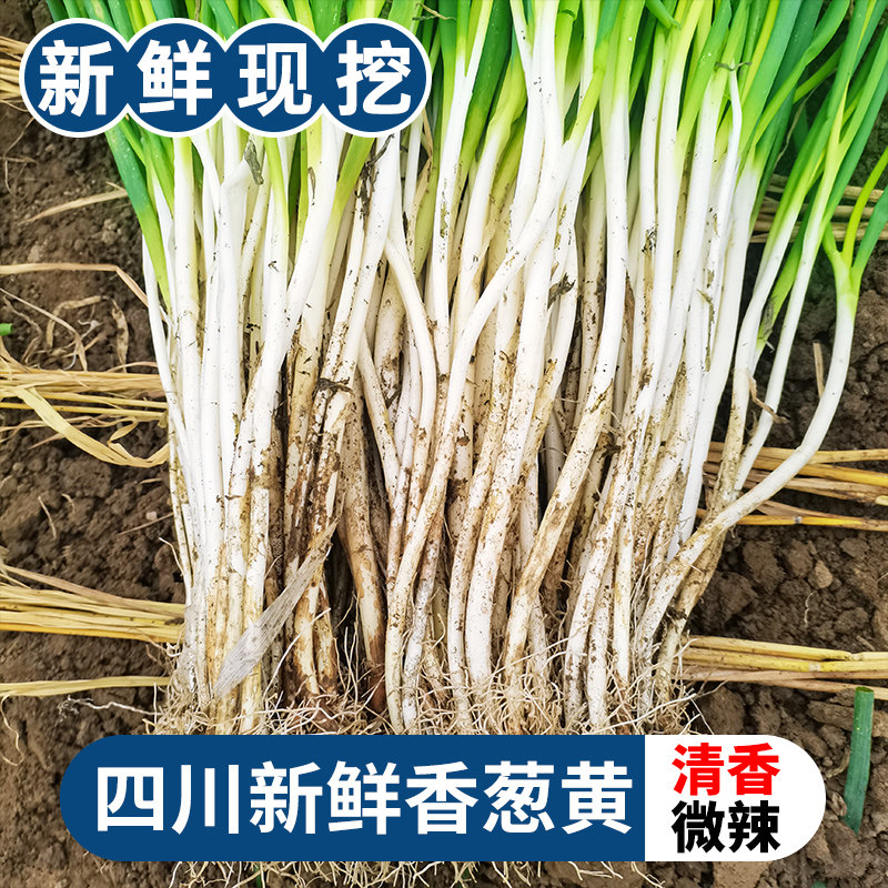 小香葱新鲜