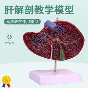 教学仿真带血管肝脏高档PVC解剖结构模型人体内脏标本放大版肝脏