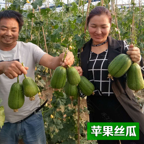 四季台湾丝瓜种子肉丝瓜高产短肉春秋四季种籽农友禾之元种业