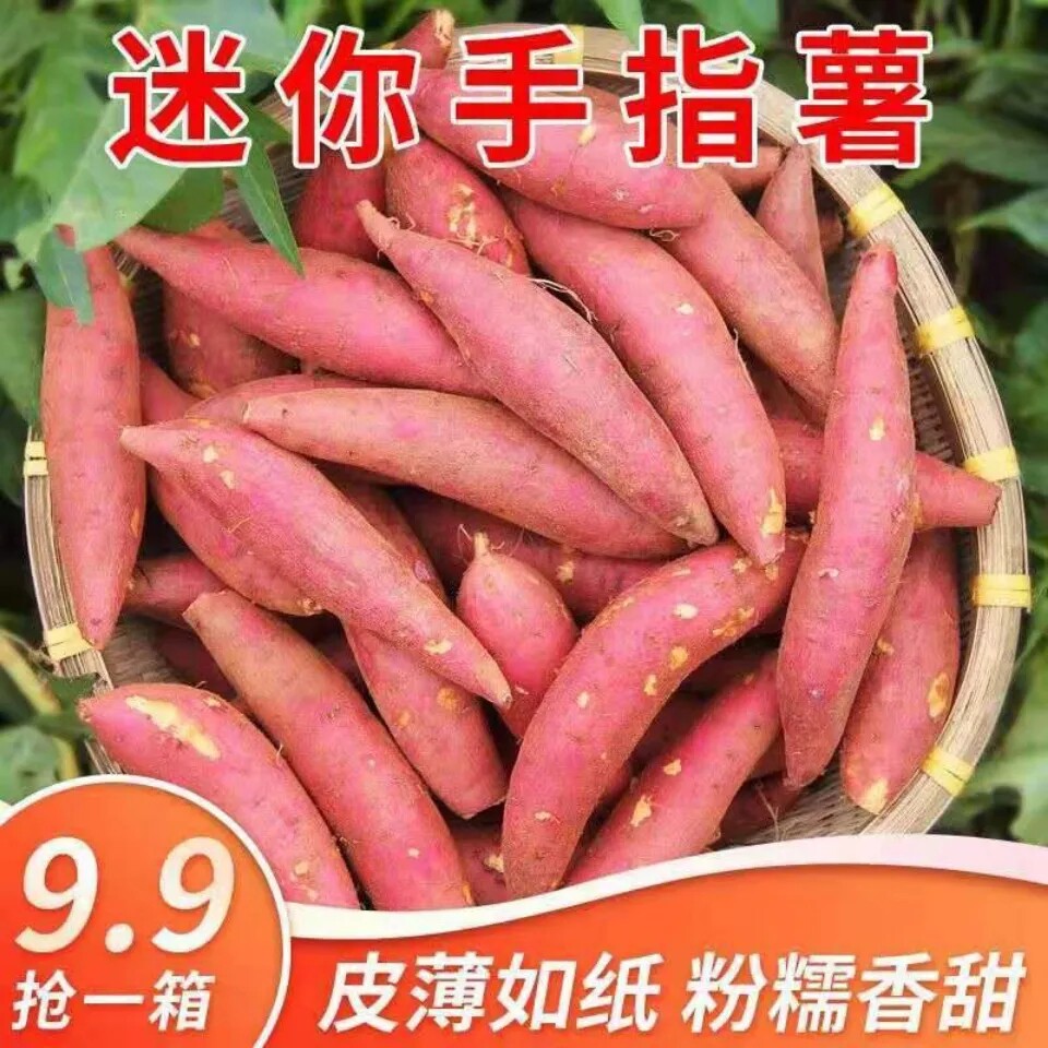 的-天目小香薯5斤新鲜红薯地瓜山芋3斤新鲜紫薯板栗山芋农家蔬菜整箱