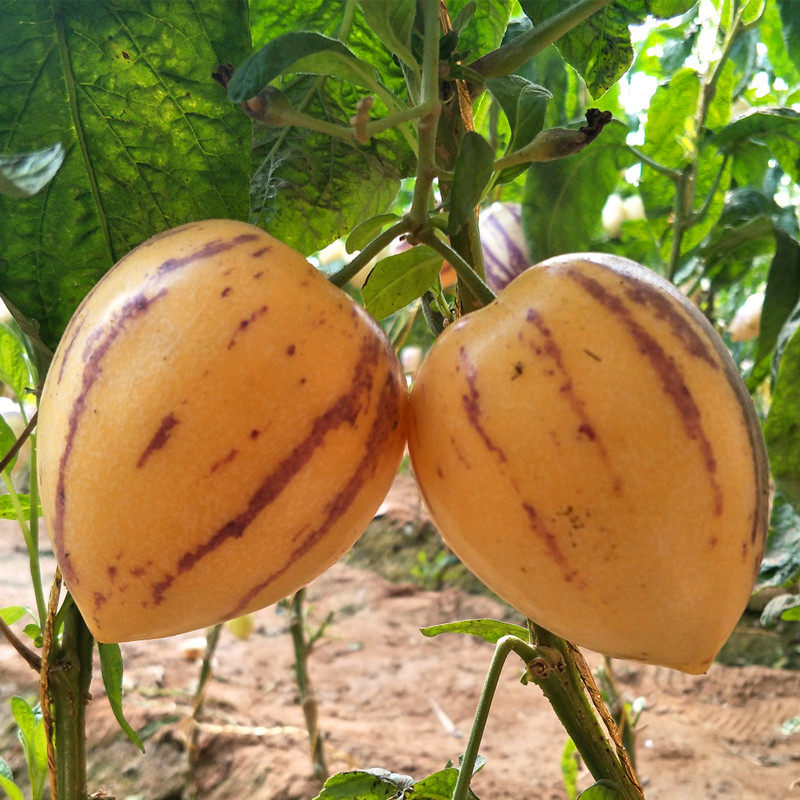 民勤人参果 沙漠新鲜水果 精选黄肉大果富硒低糖黄心熟果现摘包邮