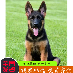 纯种德国牧羊犬幼犬黑背狼狗警犬锤系大头德牧弓背大型犬警犬活体