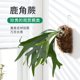 【新绿】二岐鹿角蕨类女王鹿角蕨植物附生北欧ins风绿植壁挂盆栽