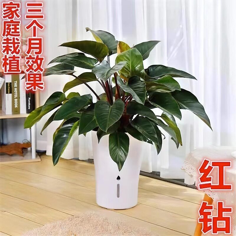 大叶红钻金钻植物盆栽室内落地居家大型花卉四季常青好养客厅绿植