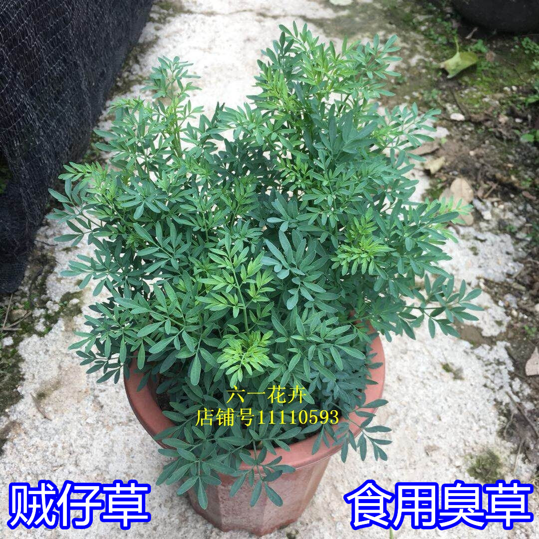 贼仔草功效图片