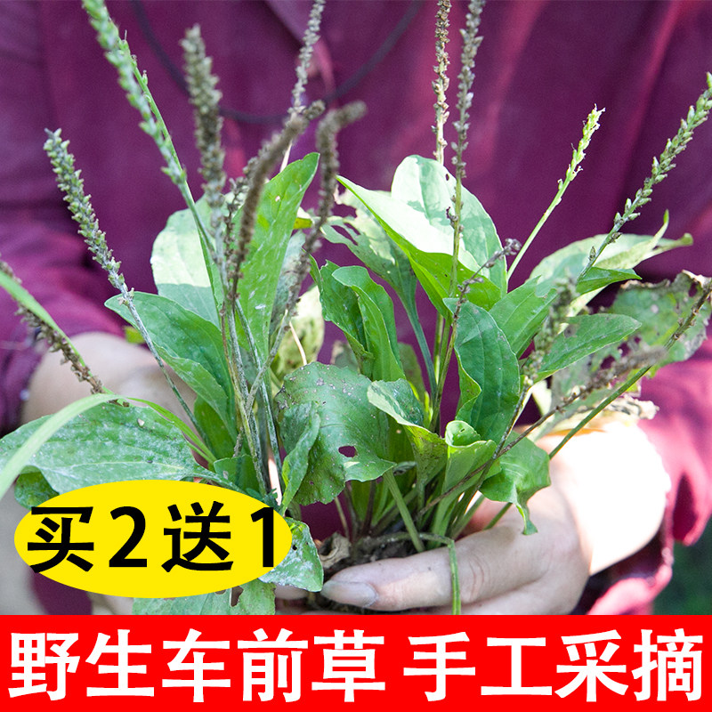 车前草新鲜野生车前草干车前草茶正品车前子车轮菜车钱草500g包邮