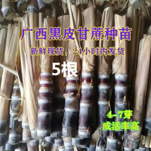 甘蔗苗种广西黑皮甘蔗种子水果甘蔗种苗种植种籽红皮紫皮苗地栽易