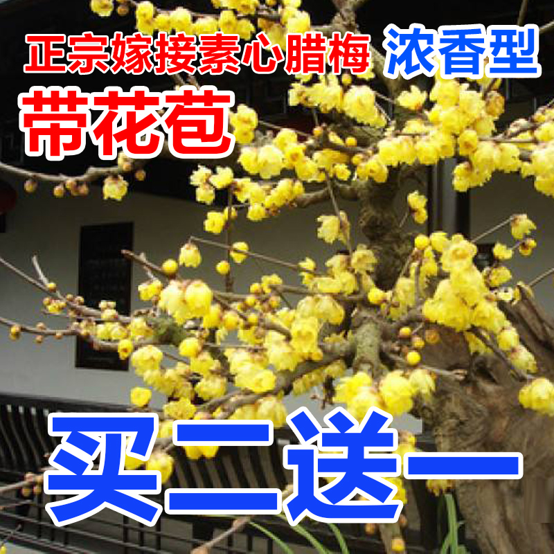 腊梅花树苗盆栽浓香型花卉素心腊梅花盆景室内外客厅耐寒庭院植物在类目 鲜花速递/花卉仿真/绿植园艺, 花卉/绿植盆栽(新), 花卉中 - 来自Buy2taobao.com提供专业的淘宝代购服务