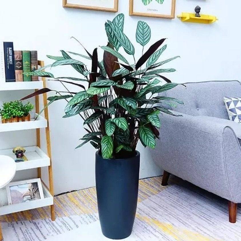 新飞羽竹芋孔雀盆栽飞芋室内植物彩虹好养观叶绿植豹纹桌面猫眼