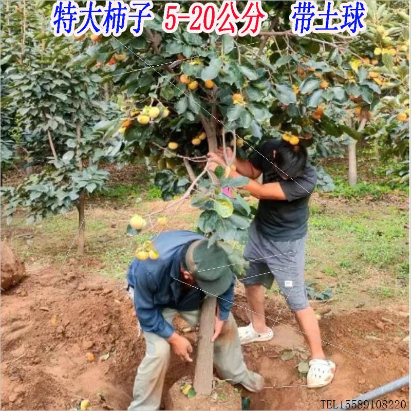 柿子树庭院果树特大无核脆甜牛心火晶南北方种植柿子树果苗带土球