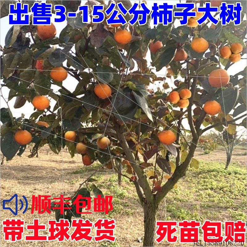 无核脆甜柿子树苗特大带土南方北方种植庭院盆栽地栽阳台黑柿果树