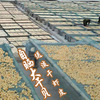 野生大干贝特级瑶柱扇贝丁青岛干货自晒无盐淡干海产元贝250g包邮 野生大干贝特级瑶柱扇贝丁青岛干货自晒无盐淡干海产元贝250g包邮