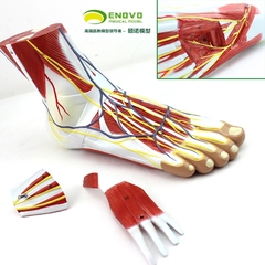 医学医用足底层次解剖足关节肌肉神经血管韧带模型脚关节模型
