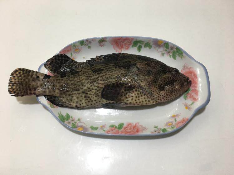 新鲜海鲜老虎虎斑500600g左右一条江浙沪3份包邮斑鱼