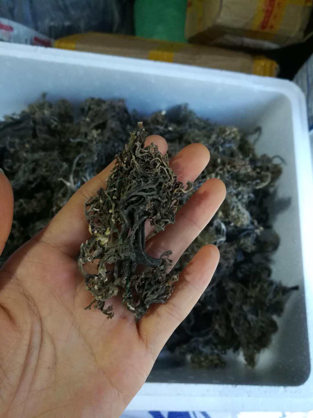 福建特级海带根须 药引子 非食用500g 结包邮
