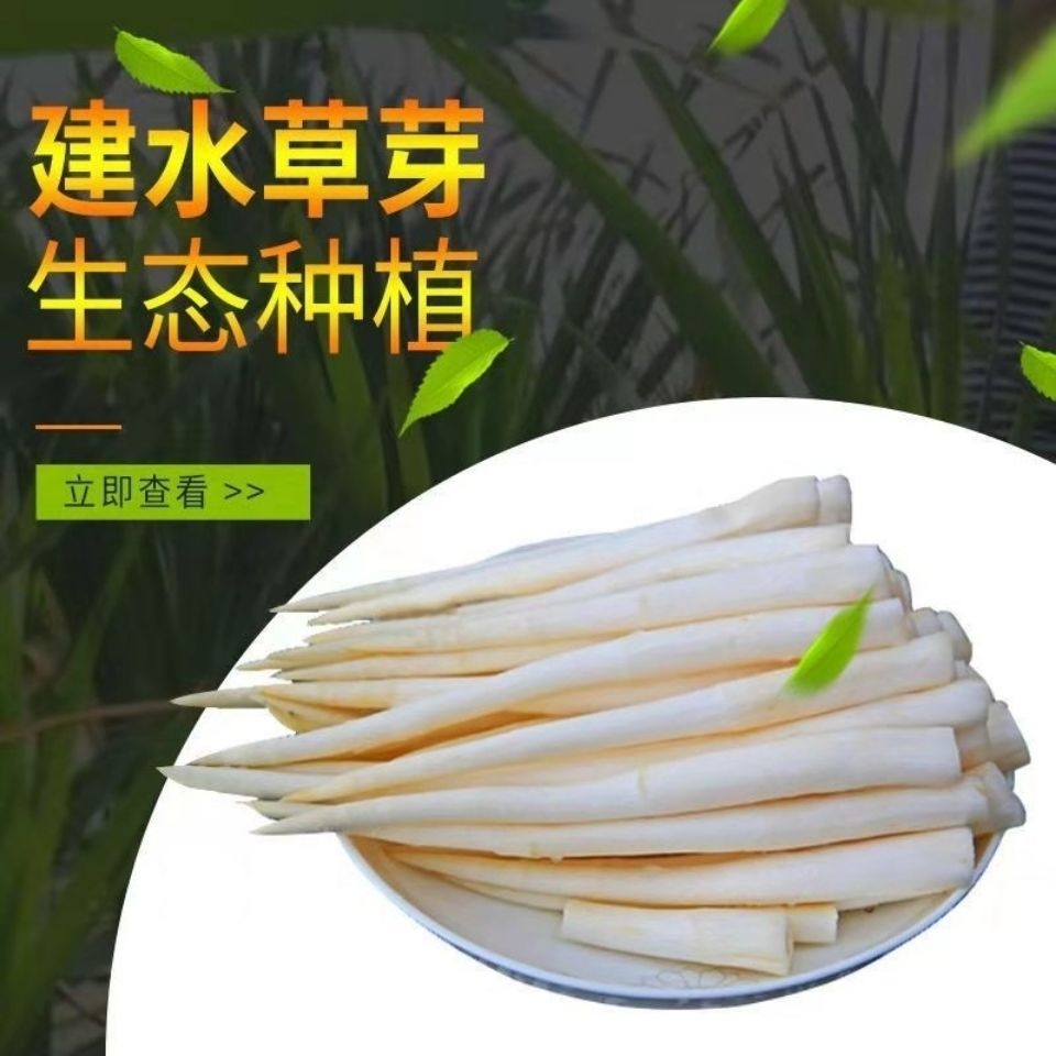 云南特产建水草芽 象牙菜 农产品产