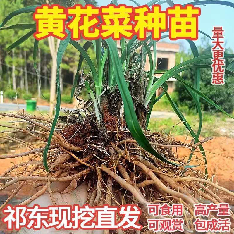 黄花菜种苗金针菜苗四季可种易活高产食用观赏基地现挖直发包成活