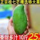 广西桂七芒大果9斤 当应季新鲜水果现摘整箱包邮百色5青皮桂7芒果