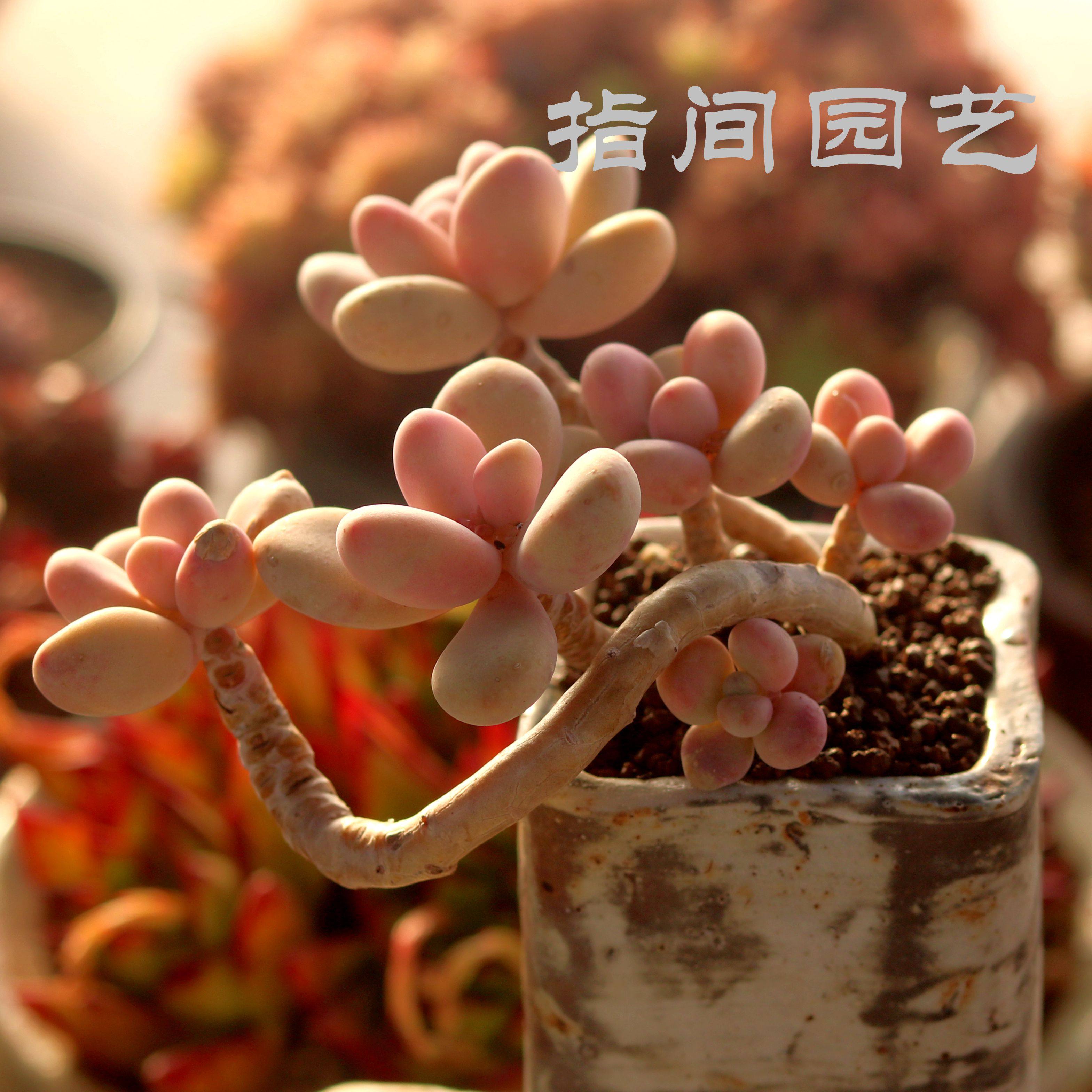 桃蛋多肉植物多头控养造型老桩一物一拍室内趣味花卉盆栽指间园艺