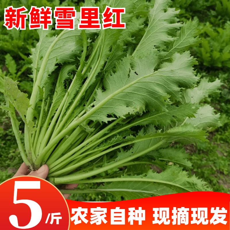 農家新鮮蔬菜雪裏紅雪菜芥菜燒排菜臘菜腌制雪裏蕻鹹菜下飯菜5斤在類目 水產肉類/新鮮蔬果/熟食, 新鮮蔬菜/蔬菜製品, 淨菜中 - 來自Buy2taobao.com提供專業的淘寶代購服務