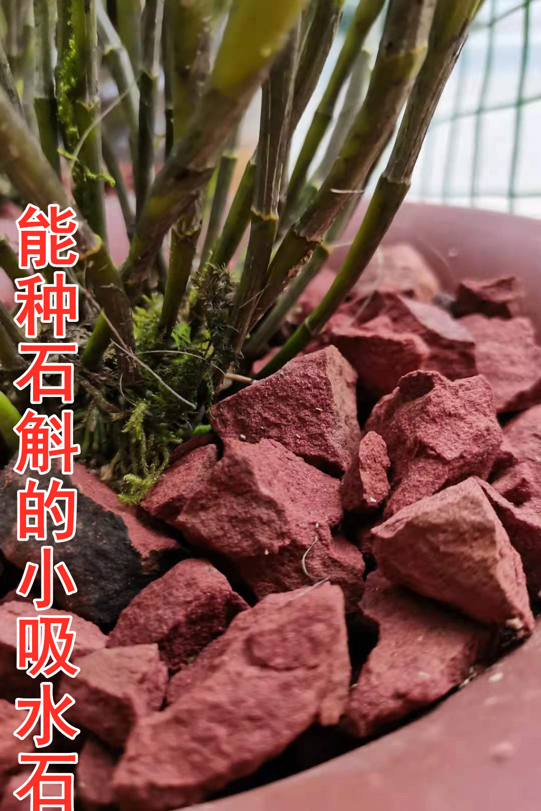 贵州赤水红石头金钗石斛专用丹霞石种植铁皮吸水性强基质营养土