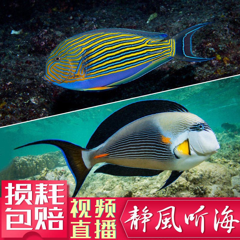 红海骑士红线纹吊虎纹吊热带观赏鱼活体生物海水鱼缸静风听海水族