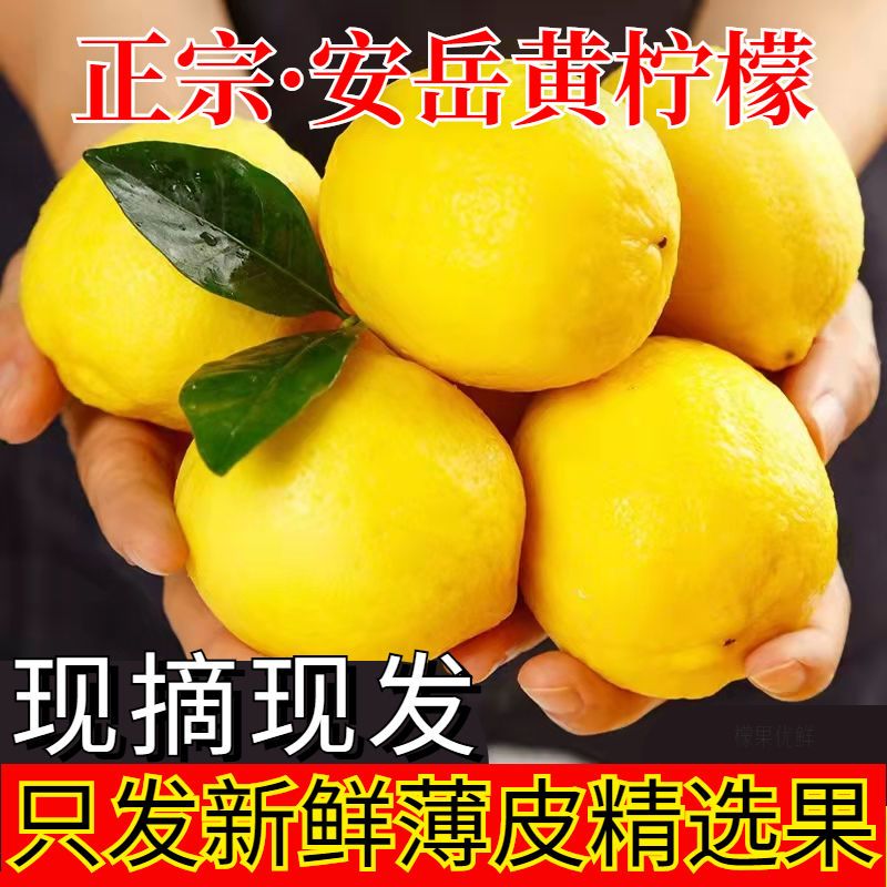 新鲜水果安岳黄柠檬5斤装奶茶店专用