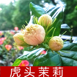 客厅绿植茉莉花苗盆栽浓香花卉重瓣虎头茉莉植物大小苗