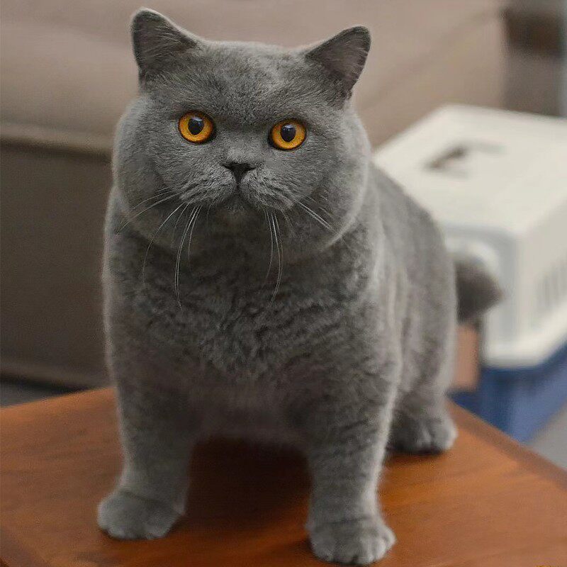 英短蓝猫幼猫活体纯种英国短毛猫幼崽宠物矮脚小奶猫咪活物蓝胖子