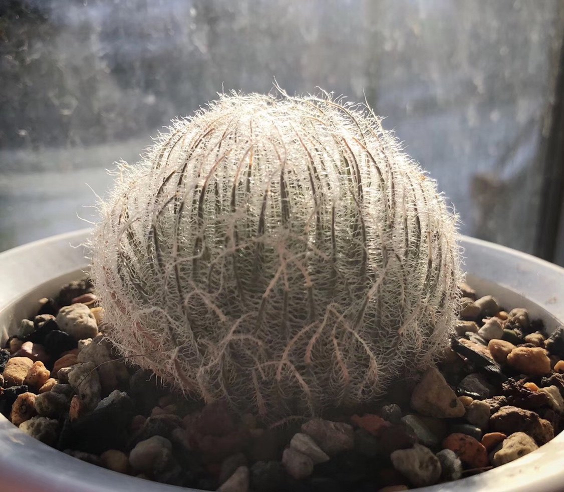 原始十二hodysseiib12597软毛球稀有多植物好养多肉植物