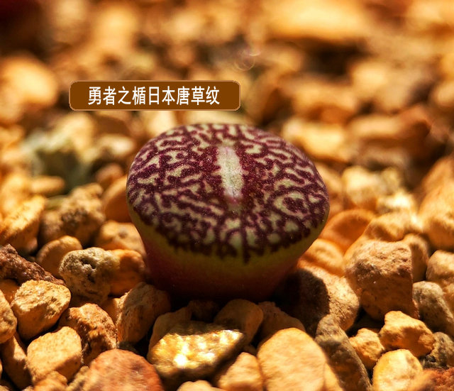 墨小锥唐草纹超墨肉锥番杏科日本进口多肉植物勇者之楯