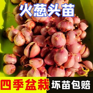 火葱头四季小香葱苗子种头苗小葱苗籽红葱头阳台蔬菜盆栽葱苗孑