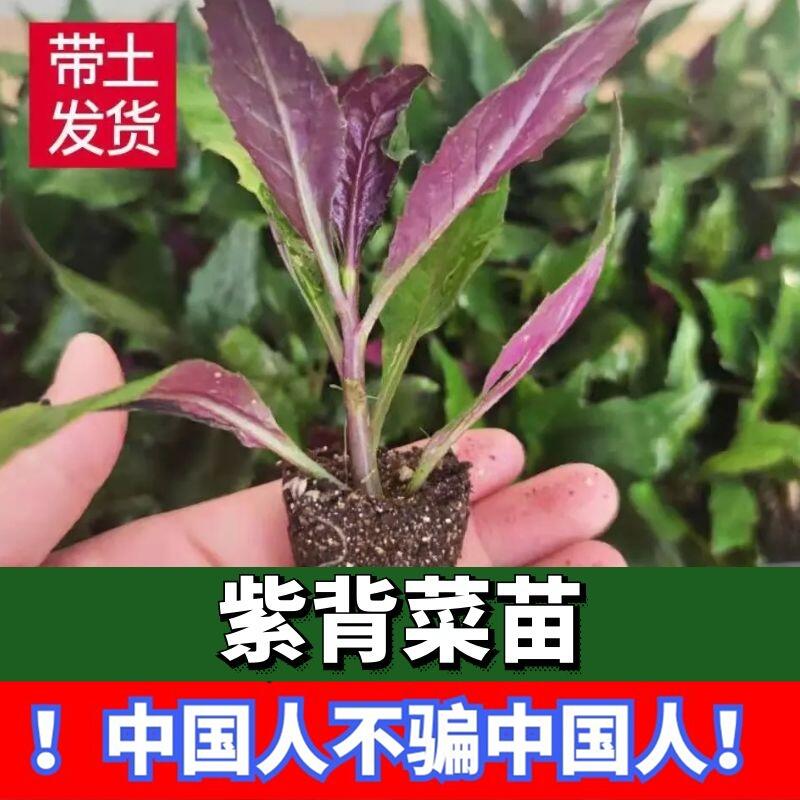 紫背菜苗子秧苗紫背菜苗子秧苗农家院阳台盆栽补血菜血皮菜蔬菜苗