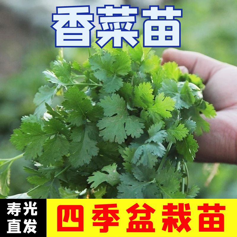 四季香菜苗子苗大叶芫荽阳台苗菜食用蔬菜盆栽种苗孑菜苗秧苗大全