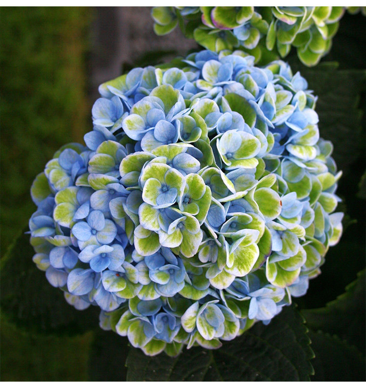 基地直销 欧美进口大花绣球 魔幻革命 庭院露台盆栽花卉 10cm盆