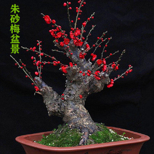 朱砂红梅盆景熟桩甲醛净化空气植物室内办公桌阳台大型绿植