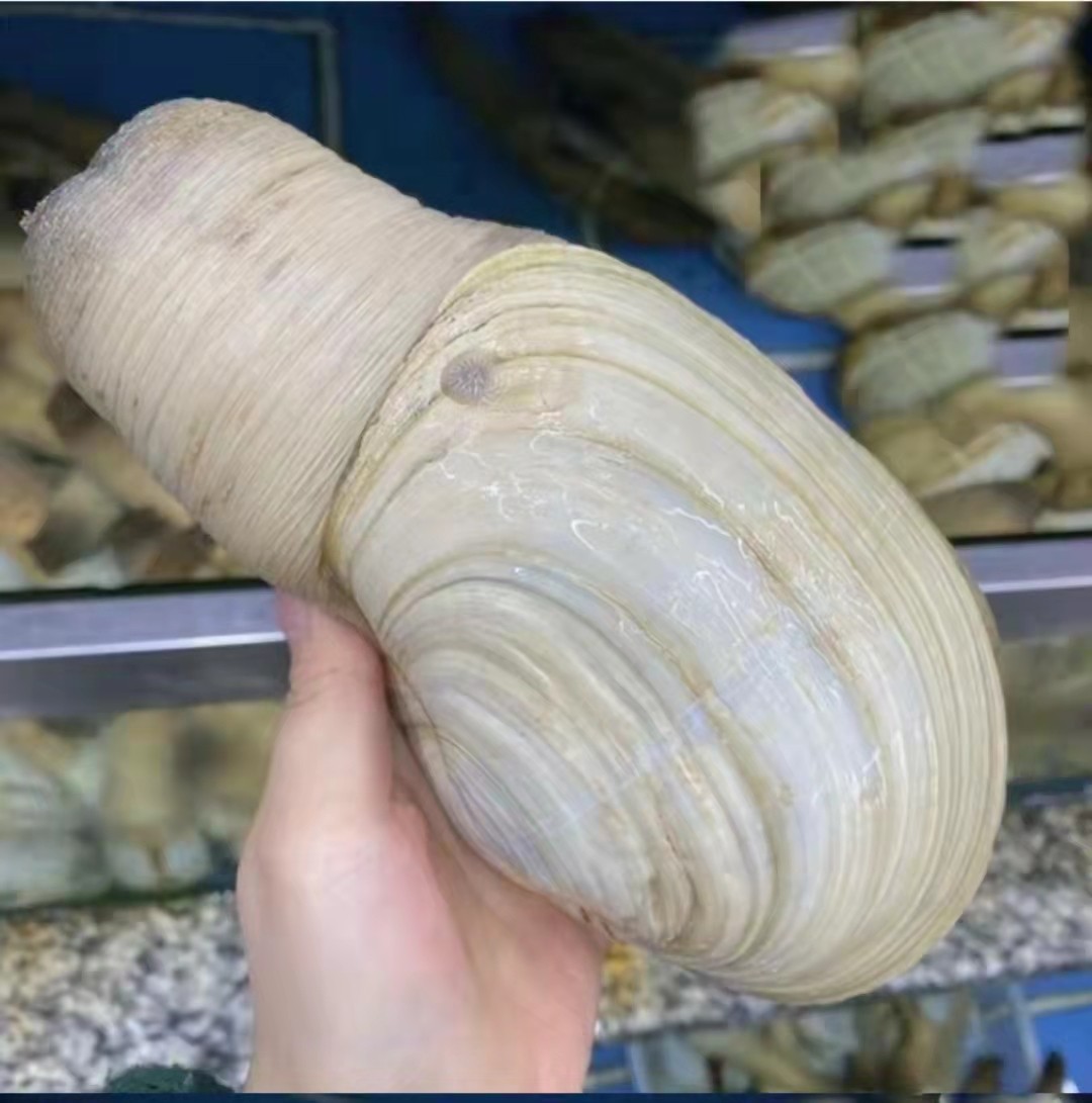 包邮,1人付款分类:象拔蚌海鲜象拔蚌鲜活1斤左右象牙蚌海鲜即食象鼻蚌