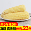 仅23.9元带箱10斤新鲜现摘潼南新鲜白玉米甜糯玉米棒农家自种玉米|ru 仅23.9元带箱10斤新鲜现摘潼南新鲜白玉米甜糯玉米棒农家自种玉米|ru