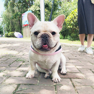 巴哥法斗胸背带宠物狗狗牵引绳柴犬雪纳瑞英斗恶霸狗绳狗带狗链子