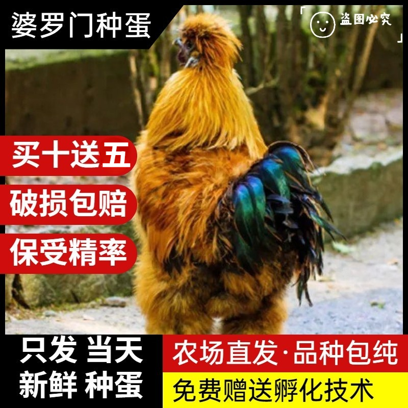 纯种婆罗门鸡种蛋包邮可发顺丰可孵化正宗观赏鸡种蛋受精蛋大体