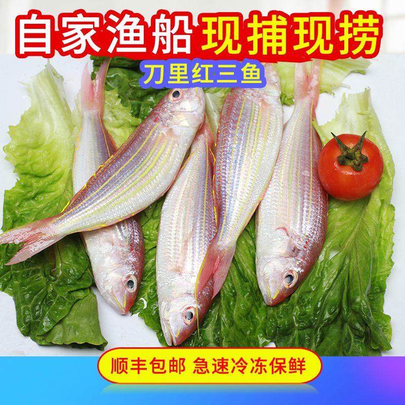 野生深海鱼阳江海鲜鲜活刀里鱼红三鱼三线鱼红线鱼红杉鱼金丝鱼