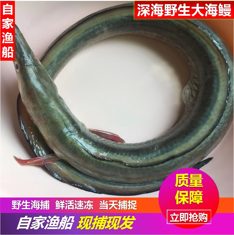 阳江特产海鲜鲜活海黄鳝鱼闸坡湛江深海野生天然黄门鳝大鳗鱼海鳗