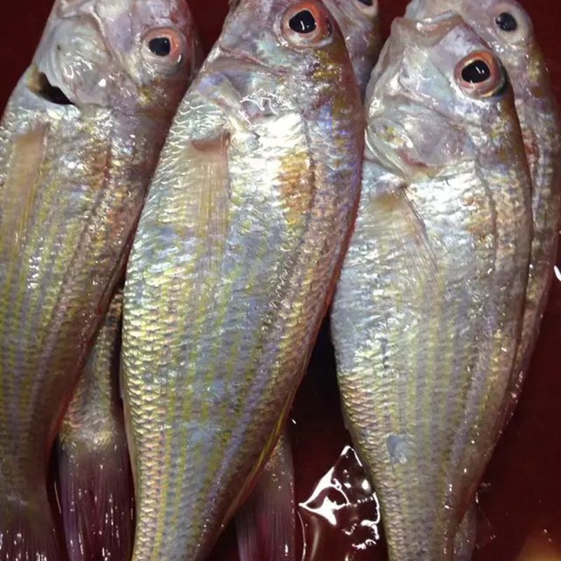阳江海鲜红线鱼金线鱼闸坡水产湛江深海海鱼新鲜鲜活红三鱼